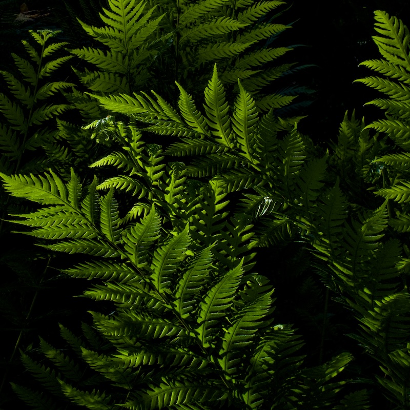 Green fern leaves